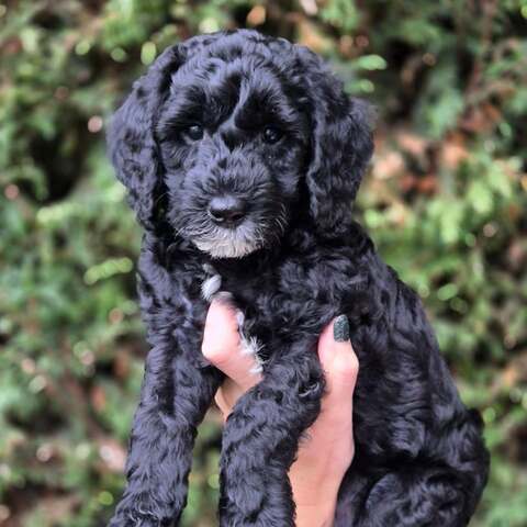 Entzückende Labradoodle-Welpen suchen ein liebevolles Zuhause!