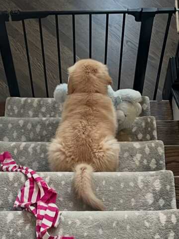 Entzückende Golden-Retriever-Welpen suchen ein liebevolles Zuhause!