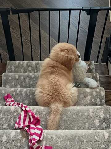 Entzückende Golden-Retriever-Welpen suchen ein liebevolles Zuhause!