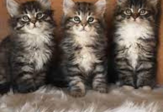 Maine-Coon-Kätzchen