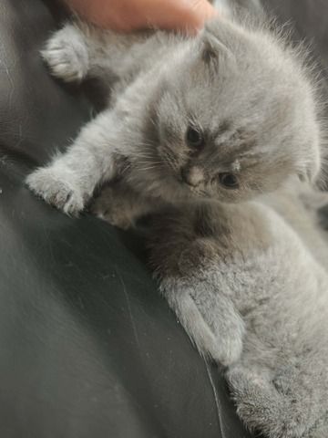 Katzen baby