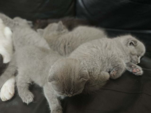 Katzen baby