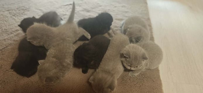 Katzen baby