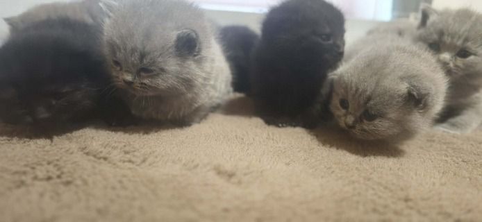 Katzen baby