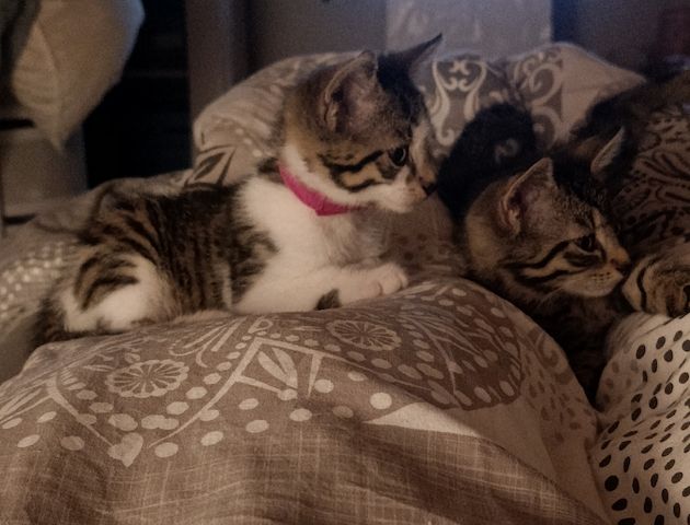 Europäisch Kurzhaar Kitten