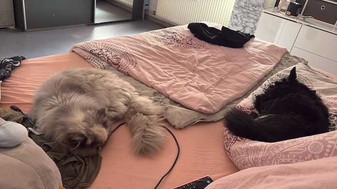 Europäisch Kurzhaar Kitten