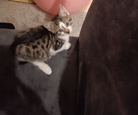 Europäisch Kurzhaar Kitten