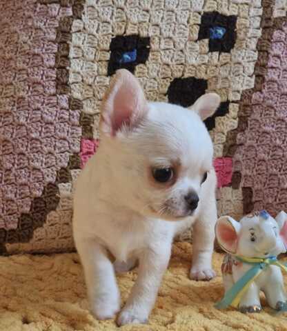 Entzückende Chihuahua-Welpen suchen ein liebevolles Zuhause!