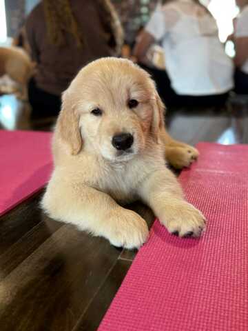 Entzückende Golden-Retriever-Welpen suchen ein liebevolles Zuhause!