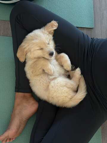 Entzückende Golden-Retriever-Welpen suchen ein liebevolles Zuhause!