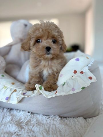 Entzückende Maltipoo-Welpen suchen ein liebevolles Zuhause!