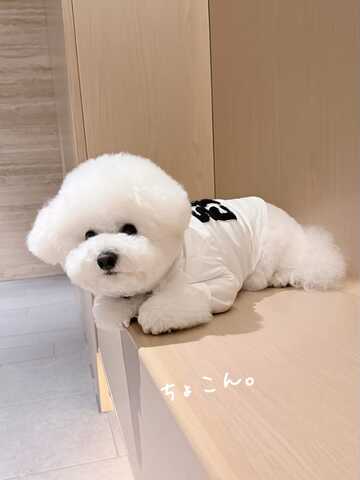 Entzückende Bichon-Frisé-Welpen suchen ein liebevolles Zuhause!