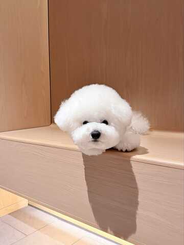 Entzückende Bichon-Frisé-Welpen suchen ein liebevolles Zuhause!