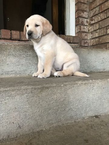 Labrador-Welpen. WhatsApp: +44 7469 456352