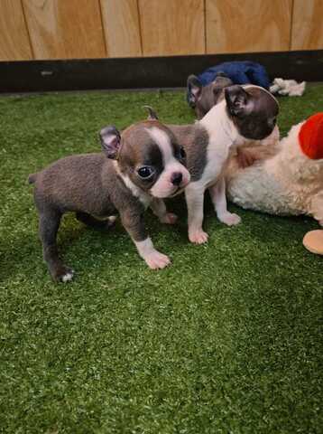 Entzückende Boston-Terrier-Welpen suchen ein liebevolles Zuhause!