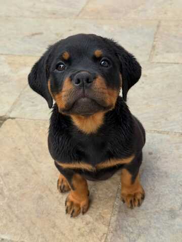 Entzückende Rottweiler-Welpen suchen ein liebevolles Zuhause!