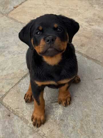 Entzückende Rottweiler-Welpen suchen ein liebevolles Zuhause!