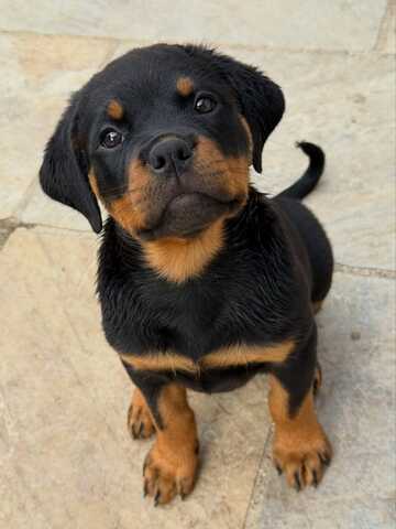 Entzückende Rottweiler-Welpen suchen ein liebevolles Zuhause!