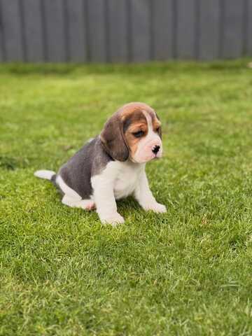 Entzückende Beagle-Welpen suchen ein liebevolles Zuhause!