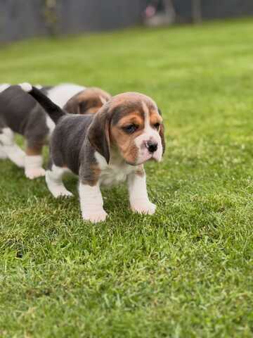 Entzückende Beagle-Welpen suchen ein liebevolles Zuhause!