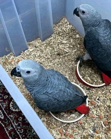 Zwei Graupapageien suchen ein liebevolles Zuhause