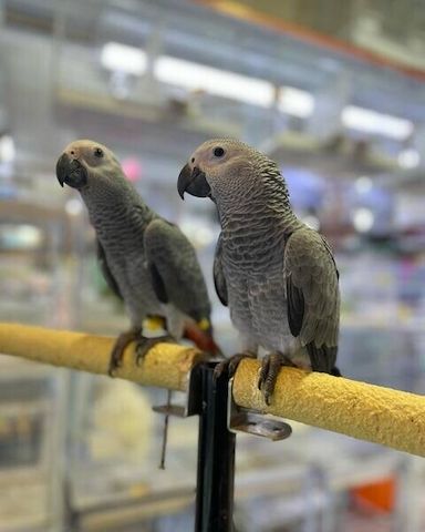 Zwei Graupapageien suchen ein liebevolles Zuhause