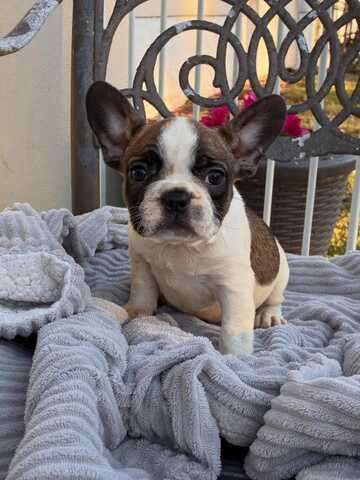 Entzückende Französische Bulldoggen-Welpen suchen ein liebevolles Zuhause!