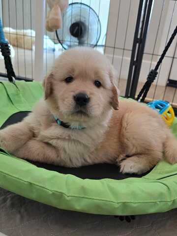 Entzückende Golden-Retriever-Welpen suchen ein liebevolles Zuhause!