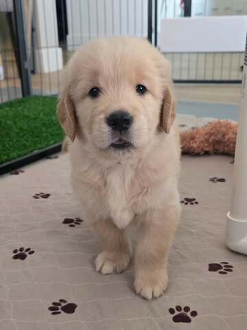 Entzückende Golden-Retriever-Welpen suchen ein liebevolles Zuhause!