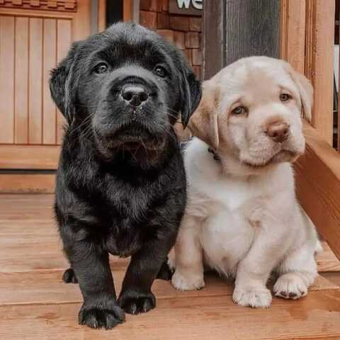 Entzückende Labrador-Welpen suchen ein liebevolles Zuhause!