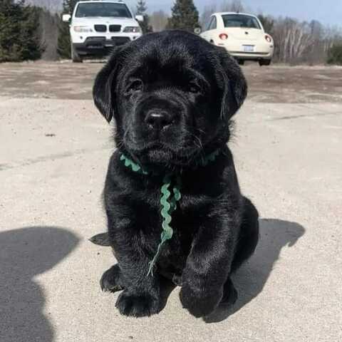 Entzückende Labrador-Welpen suchen ein liebevolles Zuhause!