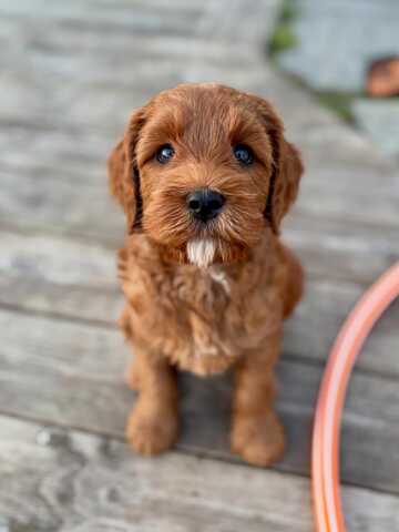 Entzückende Labradoodle-Welpen suchen ein liebevolles Zuhause!