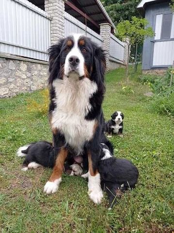 Berner Sennenhundwelpen zu vermitteln