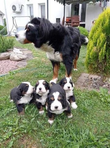 Berner Sennenhundwelpen zu vermitteln
