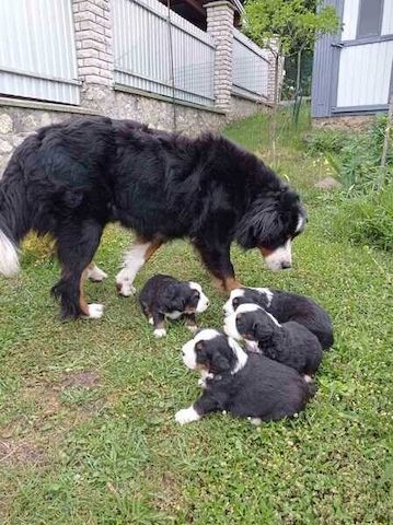 Berner Sennenhundwelpen zu vermitteln