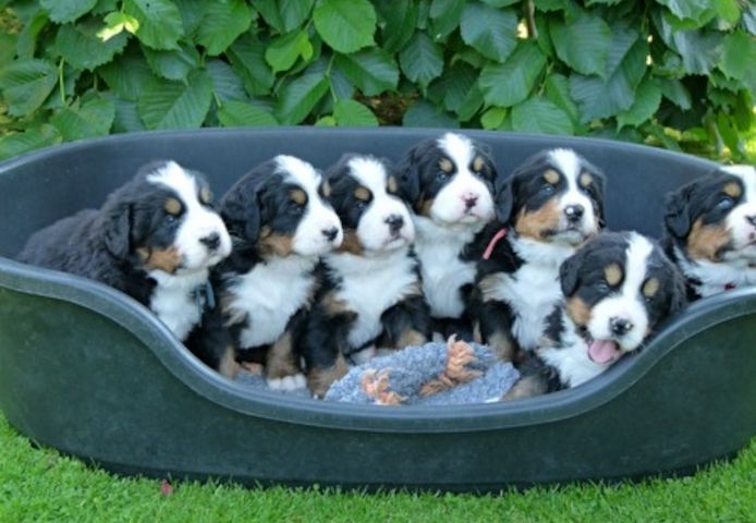 Berner Sennenhundwelpen zu vermitteln