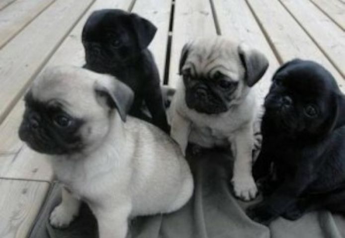 Mops-Welpen zu vermitteln
