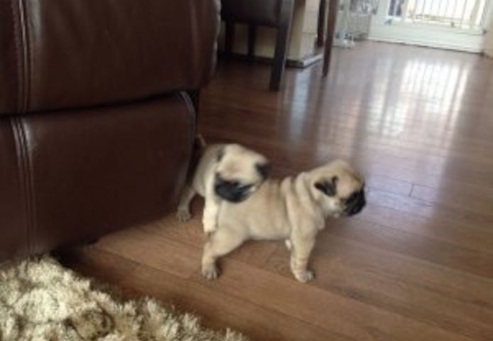 Mops-Welpen zu vermitteln