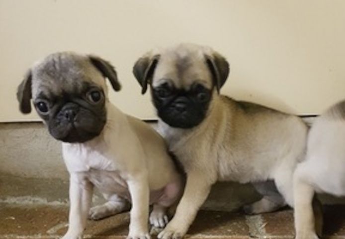 Mops-Welpen zu vermitteln