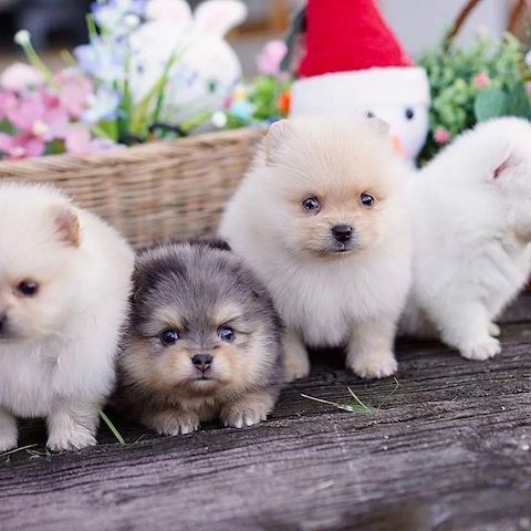 Pomeranian-Welpen zu adoptieren