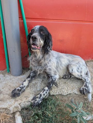 Errol – wunderschöner Setter sucht seine Herzensmenschen ❤️