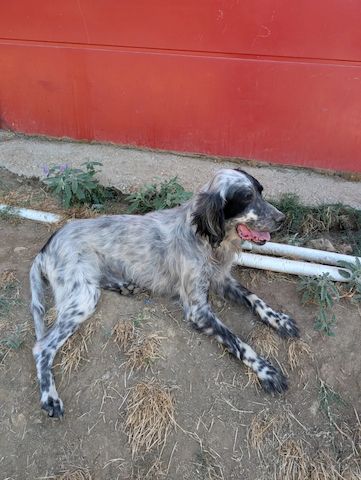 Errol – wunderschöner Setter sucht seine Herzensmenschen ❤️