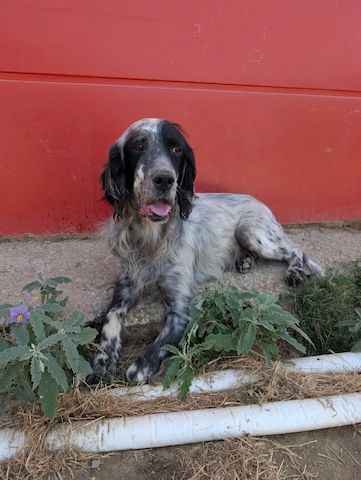 Errol – wunderschöner Setter sucht seine Herzensmenschen ❤️