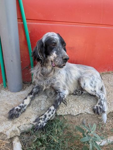 Errol – wunderschöner Setter sucht seine Herzensmenschen ❤️
