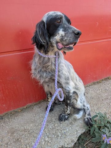 Errol – wunderschöner Setter sucht seine Herzensmenschen ❤️