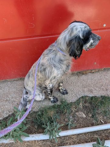Errol – wunderschöner Setter sucht seine Herzensmenschen ❤️