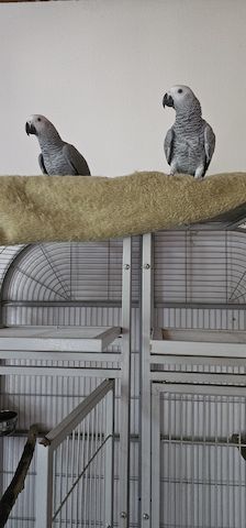 Graupapageien-Paar 7 Monate mit Papiere &. Cites