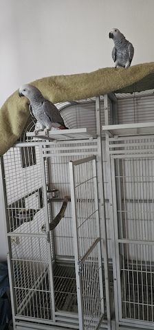 Graupapageien-Paar 7 Monate mit Papiere &. Cites