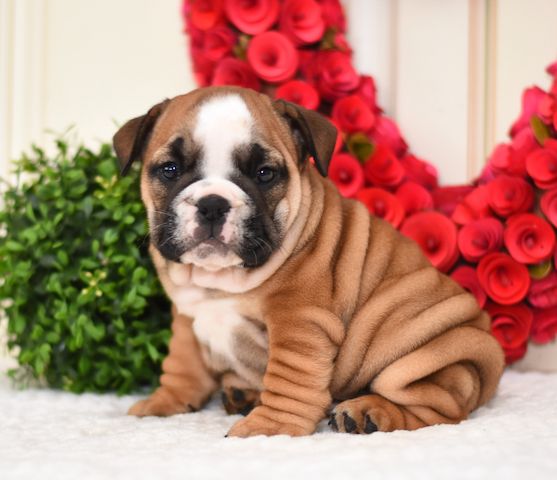 Englische Bulldoggen-Welpen. WhatsApp: +44 7469 456352