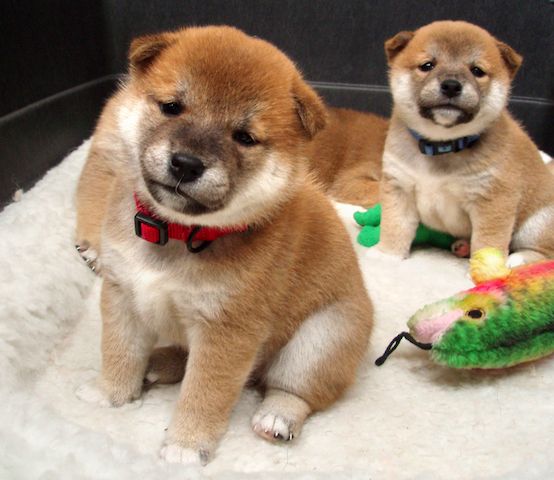 Shiba-Inu-Welpen. WhatsApp: +44 7469 456352